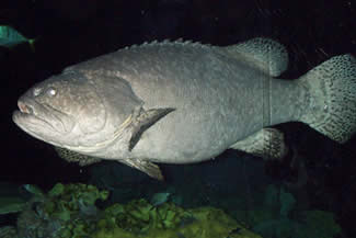 bubba grouper