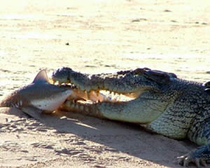 bullshark crocodile