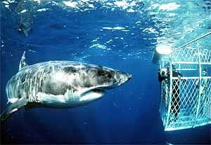 Cage Dive