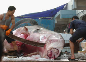 china whale shark saw
