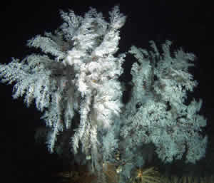 christmas tree coral