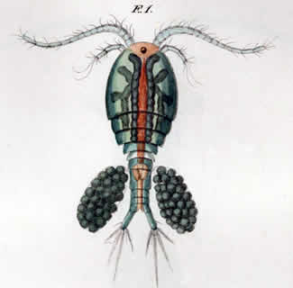 copepod