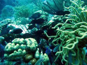 coral reef diversity