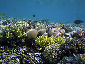 coral reef healthy