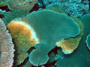 coral white syndrome warming