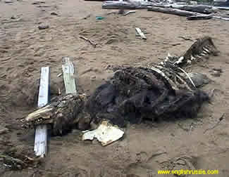 creature 2