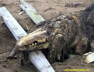 creature 4