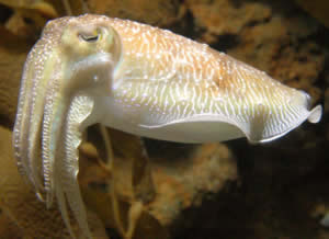 cuttlefish pic