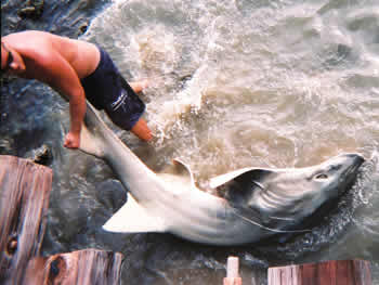 entangled shhark florida