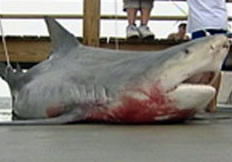 florida bull shark