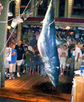 florida mako shark