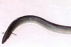 freshwater eel