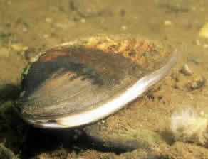 freshwater mussel