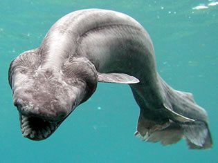 frilled shark1