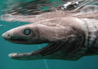 frilled shark2