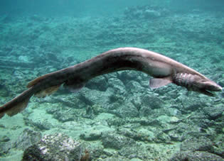 frilled shark3