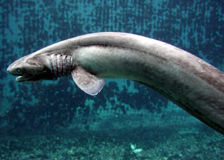 http://www.underwatertimes.com/news2/frilled_shark4.jpg