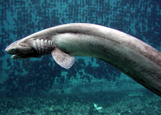 frilled shark4