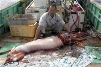 giant squid japanese 2