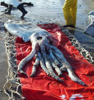 giant squid tassie1