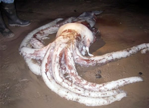 giant squid tassie2