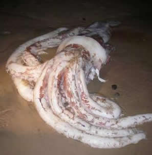 giant squid tassie3