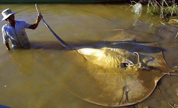 http://www.underwatertimes.com/news2/giant_stingray.jpg