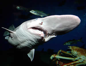 goblin shark