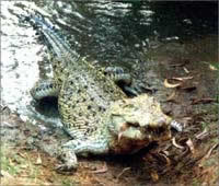 gori white crocodile india