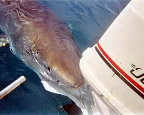 great white shark bite