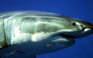 great white shark guadalupe