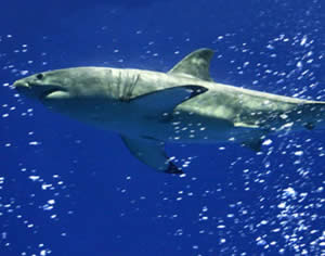 great white shark monterey