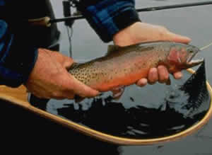 greenback cutthroat trout