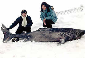 greenland shark