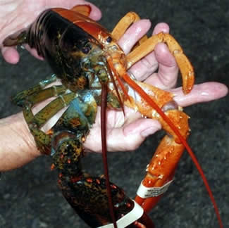 half lobster