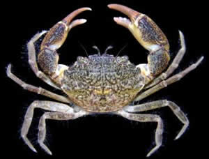 crabs of florida
