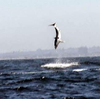 jumping mako