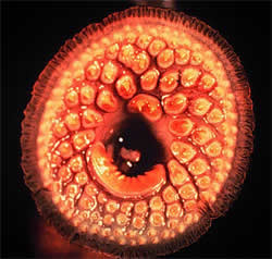 lamprey 2