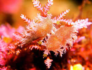 little strawberry nudibrach