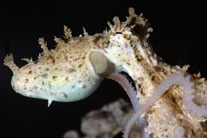 male octopus hectocotylus