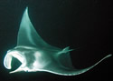 manta_ray