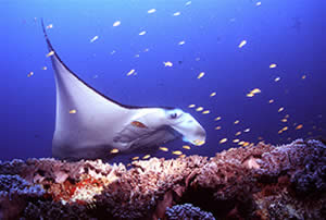 manta ray aussie