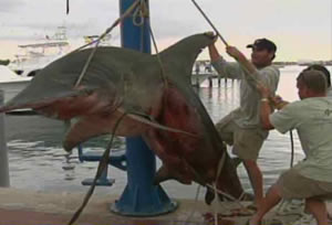 massive hammerhead shark 1000 florida 3