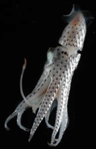mid atlantic octopus