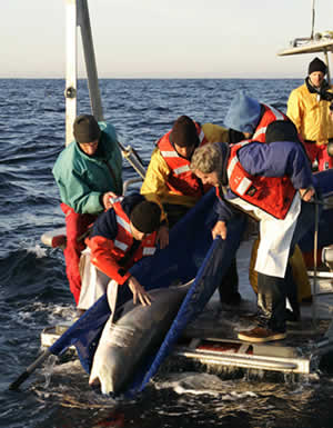 monterey bay shark released