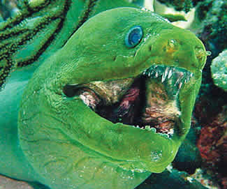 moray_eel_big.jpg