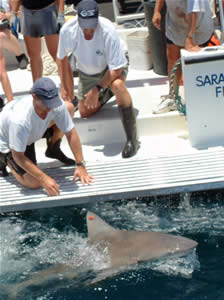 mote sharknose shark release tag