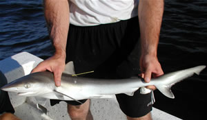 mote sharpnose shark tagged