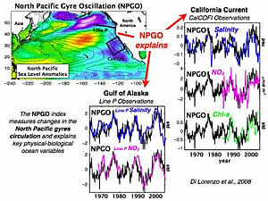 north pacific gyre