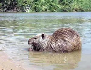 nutria water